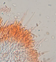 Phlebiodontia caspica